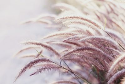 Close-up of snow on plant during winter