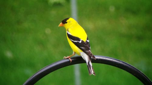 Close-up of bird perching on yellow leaf