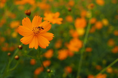 Close-up of insect on orange cosmos flower