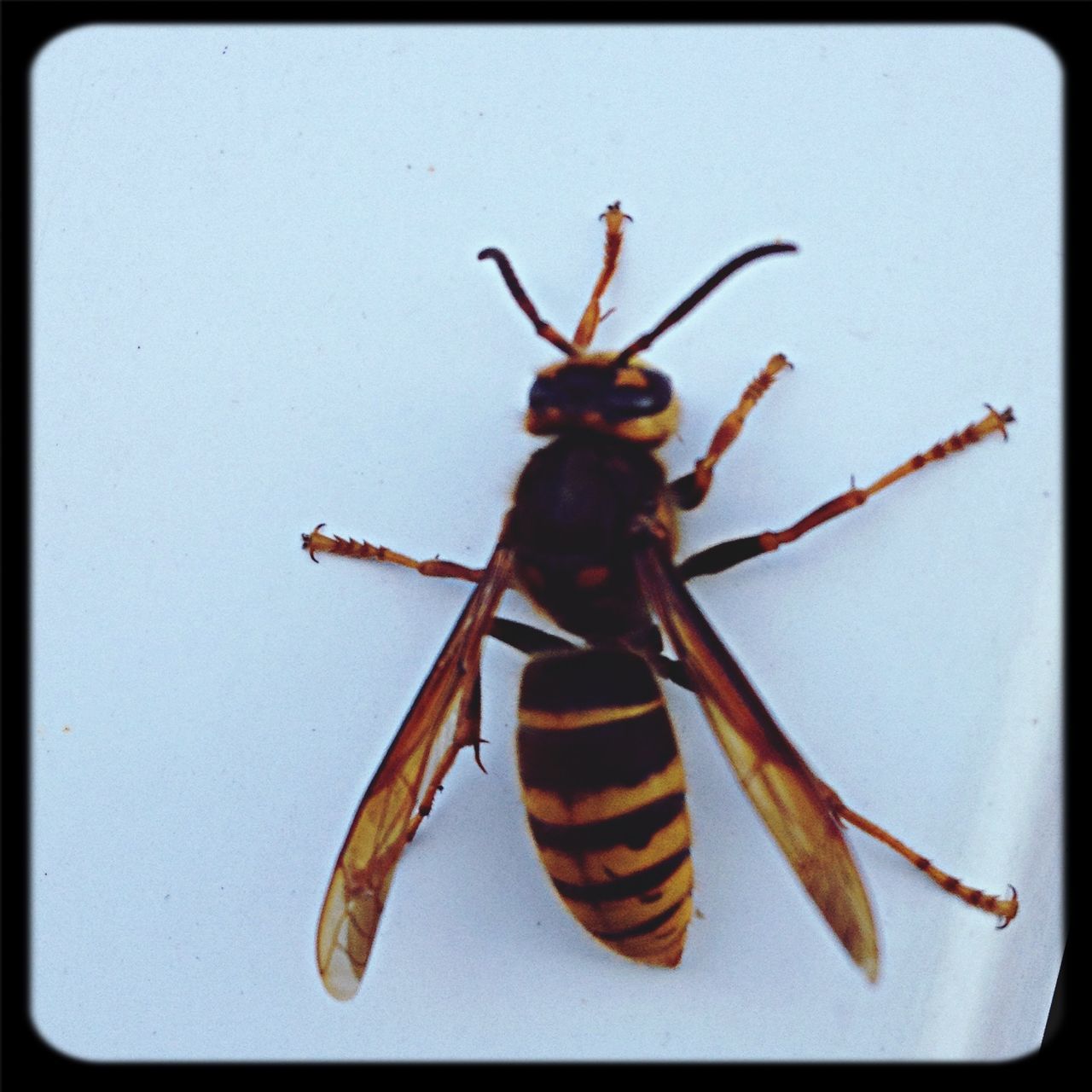 transfer print, indoors, insect, auto post production filter, close-up, animal themes, one animal, wildlife, animals in the wild, no people, table, still life, day, focus on foreground, studio shot, animal representation, high angle view, hanging, copy space