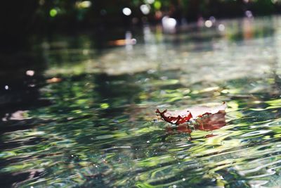 Close-up of insect on a lake
