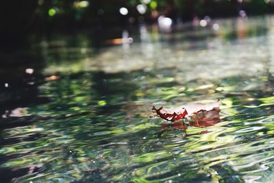 Close-up of insect on a lake