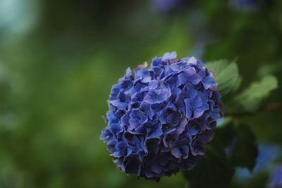 Close-up of purple hydrangea flower