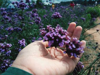 Close-up of hand holding purple flowering plants