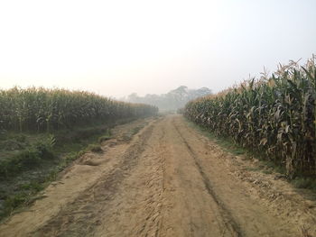 Dirt road amidst agricultural field against clear sky