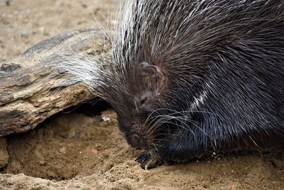 Close-up of an animal head