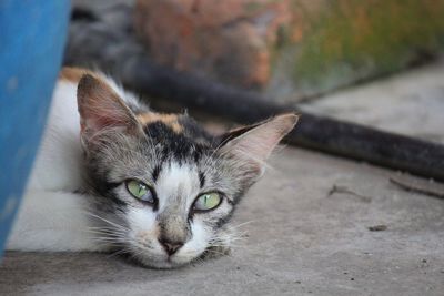 Close-up portrait of tabby cat