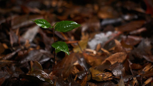 Close-up of dry leaves on field