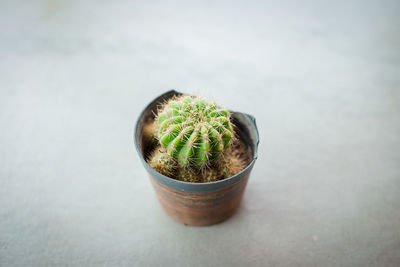 High angle view of potted plants