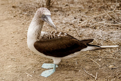 Close-up of a bird on field