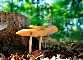 Close-up of mushroom growing on field