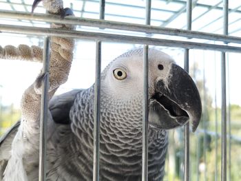 Close-up of a parrot in cage