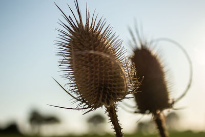 Close-up of dried plant against sky