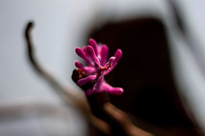 Close-up of pink flower