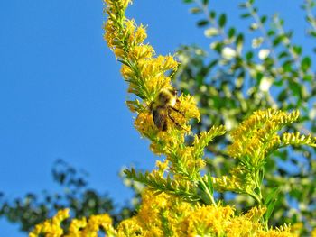 Close-up of yellow flowering plant against blue sky