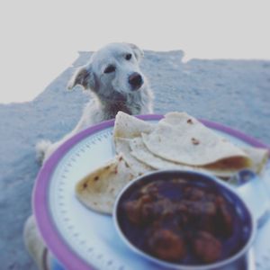 Close-up of dog in plate