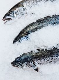 Close-up of dead fish on snow