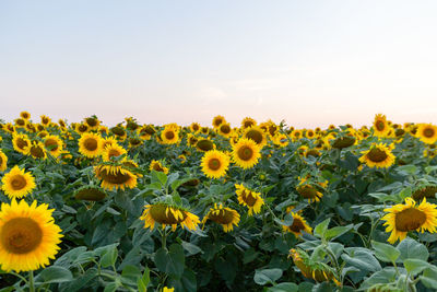 Field of blooming sunflowers on a background sunset