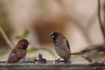 Spice finch lonchura punctulata bird perches on the edge of a bird bath.