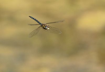 Close-up of insect