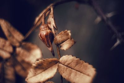 Close-up of dry plant
