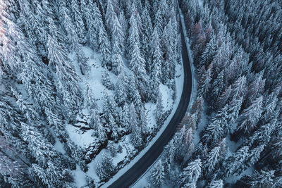 Aerial view of snow covered pine trees
