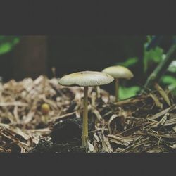 mushroom