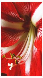 Full frame shot of red flower