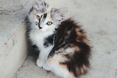 Portrait of kitten sitting outdoors