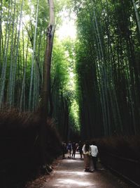 People walking on pathway along trees in forest