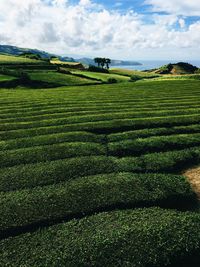 Scenic view of agricultural field against sky