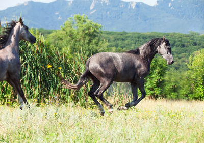 Side view of horses running on grassy land against mountain