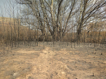 View of bare trees on field