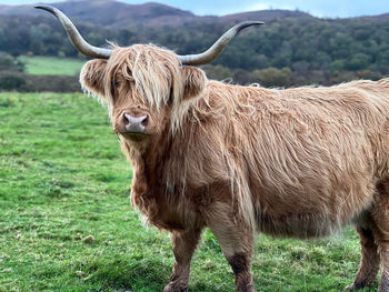 Highland cow