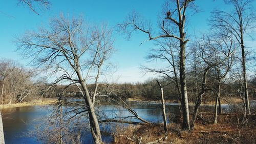 Reflection of bare trees in lake