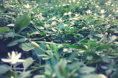 Close-up of fresh green plants