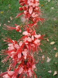 Close-up of red flowers