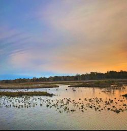 Birds in lake against sky during sunset