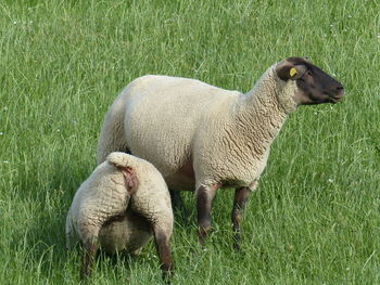 Sheep in a field