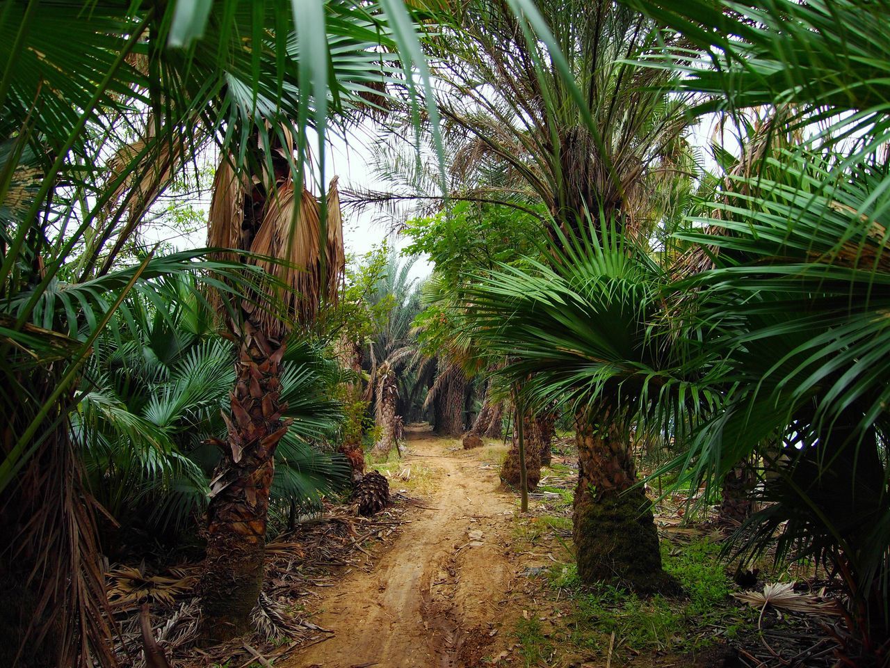 PALM TREES GROWING IN FARM