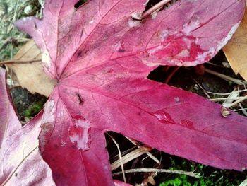 Close-up of red maple leaf