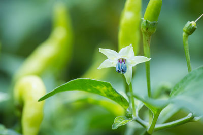 Close-up of flowering plant