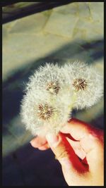 Close-up of hand holding flower