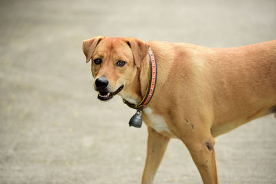 Portrait of a dog