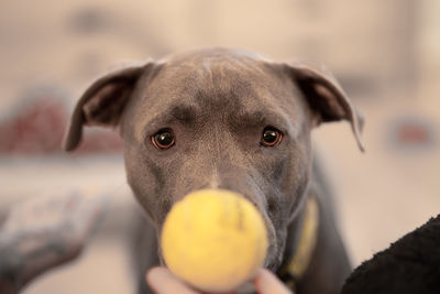 Close up portrait of female pitbull puppy watching a tennis ball and waiting to play fetch