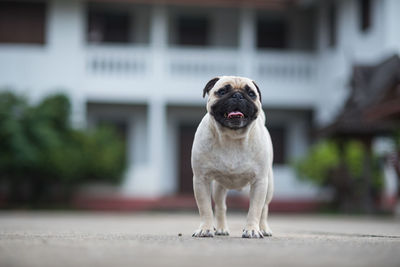 Portrait of dog looking away