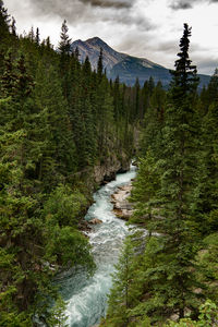 Scenic view of river amidst trees in forest