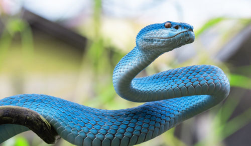 Close-up of snake