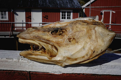 Close-up of cod skull on retaining wall