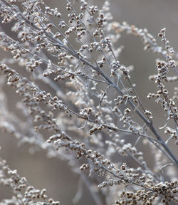 Close-up of frozen plant during winter